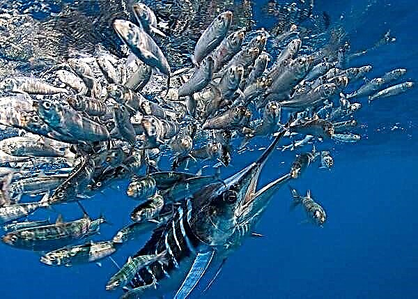 Marlin vis. Beskrywing, kenmerke, soorte en visvang vir marlyn