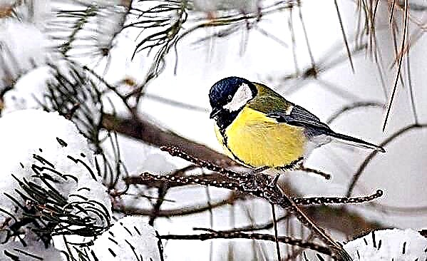 موسم سرما پرندوں. سرمائی پرندوں کے نام ، وضاحت اور خصوصیات