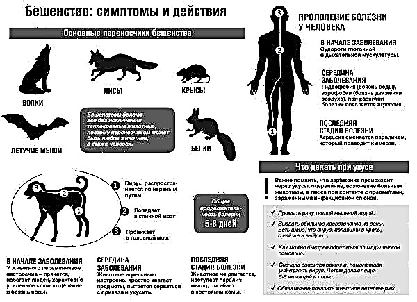 MGA RABIES SA PUSA: MGA UNANG PALATANDAAN AT SINTOMAS, PAG-IWAS AT