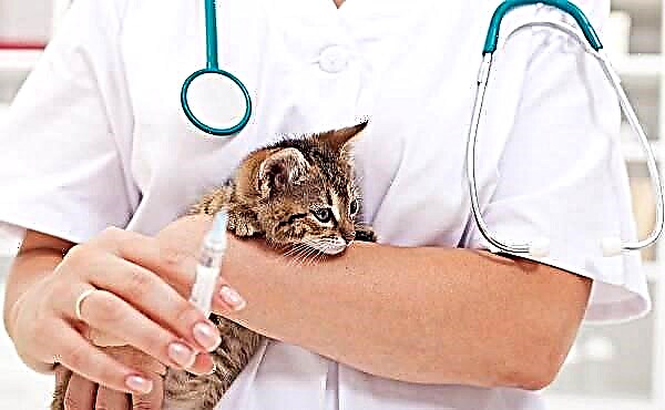 هاری در گربه ها: اولین علائم و نشانه ها ، پیشگیری و درمان