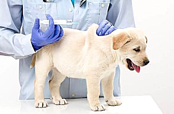 કૂતરાઓમાં હડકવા: પ્રથમ લક્ષણો અને સંકેતો, નિવારણ અને સારવાર
