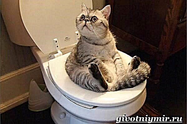 Kako toaletno dresirati mačku?
