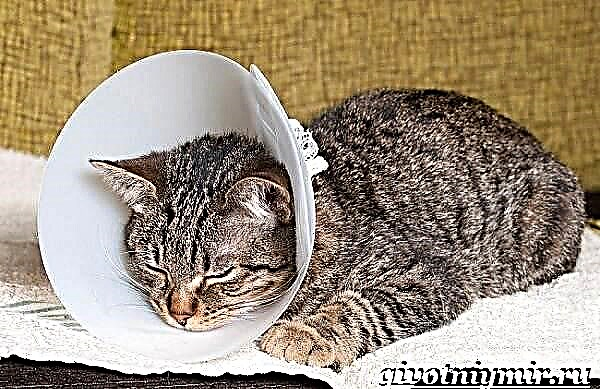 Kastracija mačaka. Opis postupka i njege životinje nakon operacije
