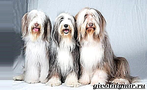 سگ ریلی ریش دار. شرح ، ویژگی ها ، مراقبت و قیمت نژاد