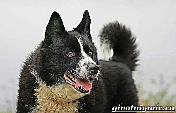 Karelian bear dog. Paglalarawan, mga tampok, pangangalaga at presyo ng lahi
