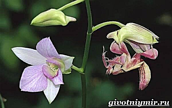Mantis orkide hasharoti. Orkide mantis turmush tarzi va yashash joyi
