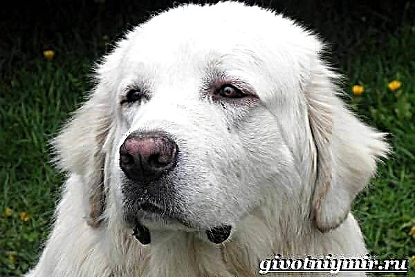 Anjing Angon Podgalyanskaya. Katerangan, fitur, perawatan sareng harga anjing domba Podgalyansk