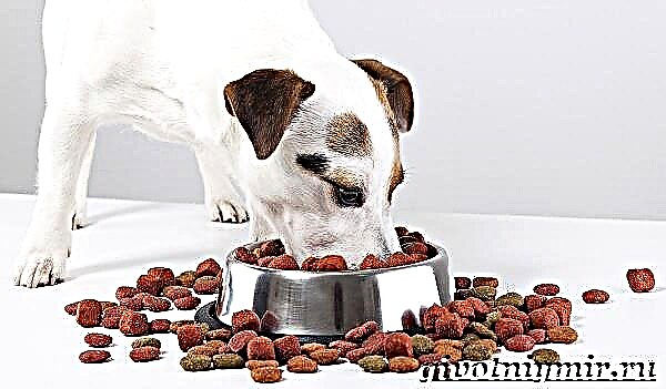 Jack Russell terrier it. Jack Russell Terrier'in təsviri, xüsusiyyətləri, baxımı və qiyməti