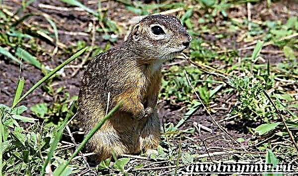 Speckled ground squirrel. Speckled ground squirrel olaga ma nofoaga