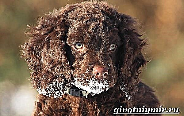 پرتگالی پانی کا کتا پرتگالی واٹر کتے کی تفصیل ، خصوصیات ، نگہداشت اور قیمت