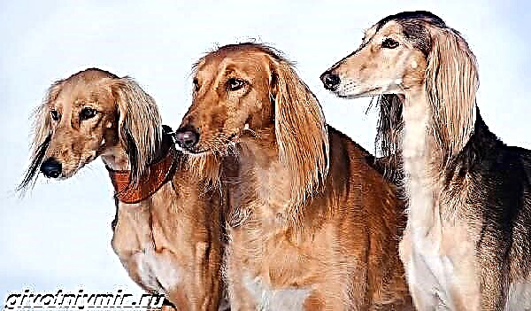 Салуки нохой. Салуки нохойн тодорхойлолт, онцлог шинж чанар, арчилгаа, үнэ