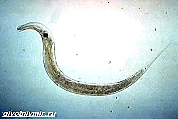 Crv Metacercaria je parazit. Opis, karakteristike i ishrana metacerkarije