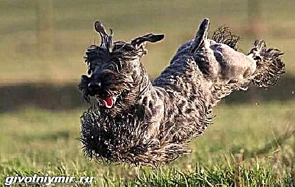 Tschecheschen Terrier Hond. Beschreiwung, Features, Fleeg a Präis vum Tschecheschen Terrier