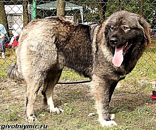 Estrel Shepherd Dog. Përshkrimi, tiparet, kujdesi dhe çmimi i Estrel Sheepdog