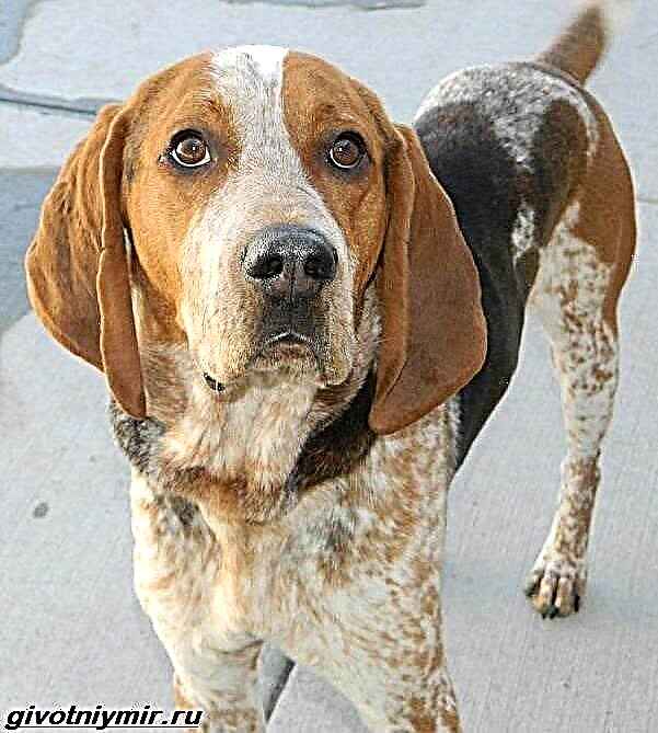 Asu Coonhound Katrangan, fitur, perawatan lan rega coonhound
