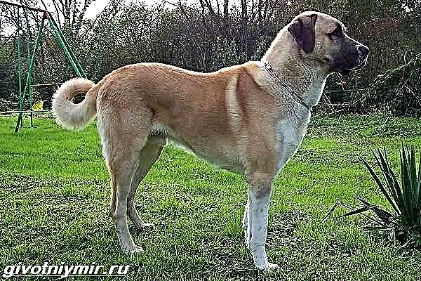 Anatolian Shepherd Dog. Lýsing, eiginleikar, umönnun og verð Anatolian Shepherd Dog