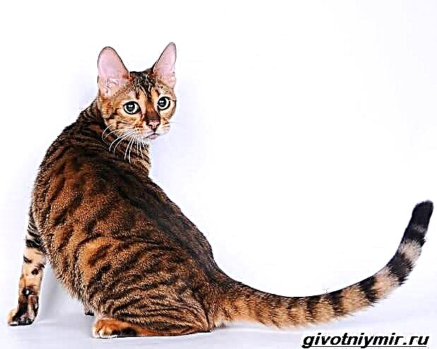 گربه های کمیاب شرح و ویژگی های نژادهای نادر گربه