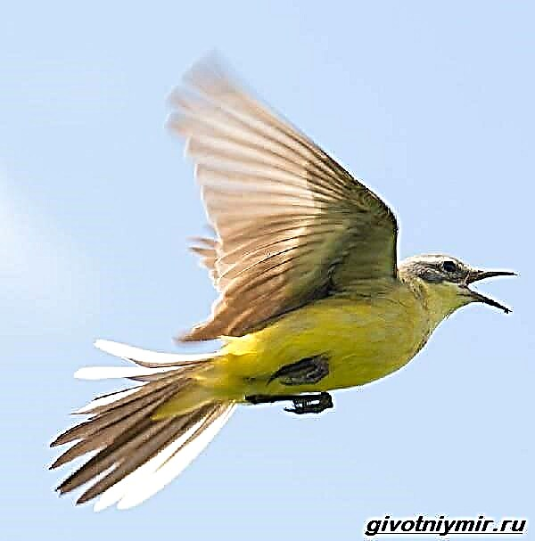 پیلا واگٹیل پرندہ۔ پیلے رنگ کی واگٹیل طرز زندگی اور ہیبی ٹیٹ