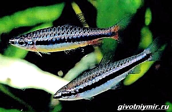 Nannostomus riba. Opis, karakteristike, vrste i njega nannostomusa