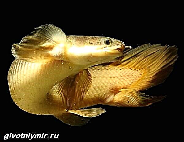 Polypterus riba. Opis karakteristika, vrsta i njege riba polipterusa