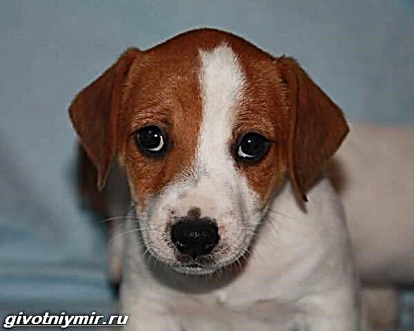 Parson Russell Terrier canis. Description: features, cura et pretium persone Russell Terrier