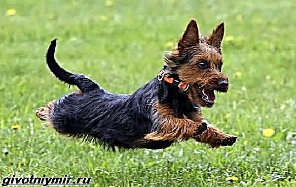 Terrier Australian. Përshkrimi, tiparet, kujdesi dhe çmimi i Australian Terrier