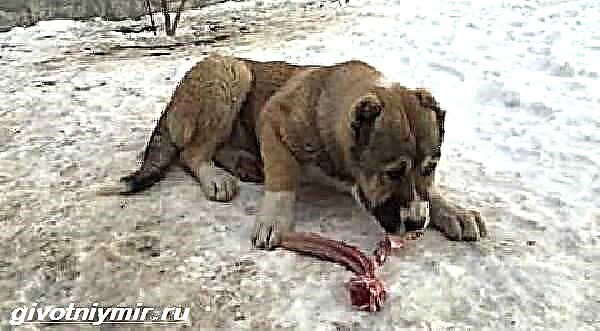 گمپر یک گرگ سگ ارمنی است. توضیحات ، ویژگی ها ، مراقبت و قیمت gampra