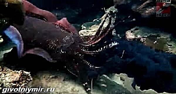 Black cuttlefish လူမည်းလူနေမှုပုံစံနှင့်နေထိုင်မှုပုံစံ