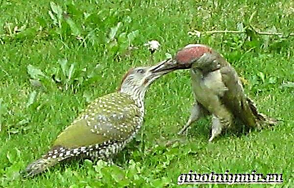 အစိမ်းရောင်သစ်သားငှက်။ အစိမ်းရောင် woodpecker လူနေမှုပုံစံစတဲ့နှင့်ကျက်စားရာနေရာ