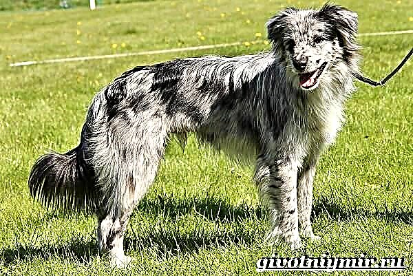 Anjing Pangon Pyrenean. Katrangan, fitur, perawatan lan rega Asu Gembala Pyrenean