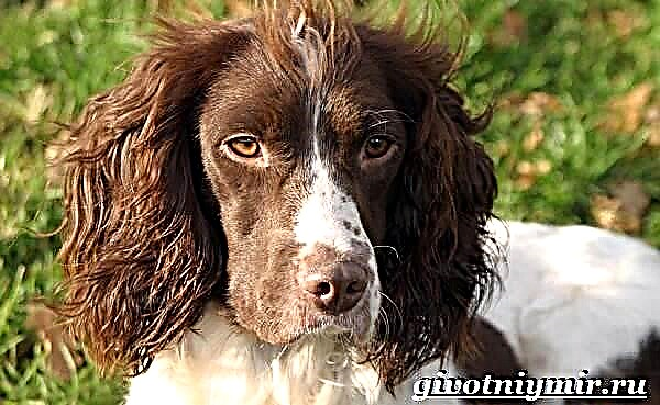 Anjing Springer. Katerangan, fitur, perawatan sareng harga breed Springer