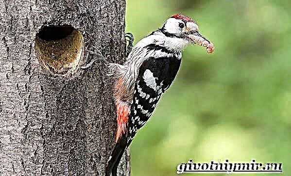Spotted woodpecker noog. Txoj kev ntawm lub neej thiab chaw nyob ntawm cov pom woodpecker