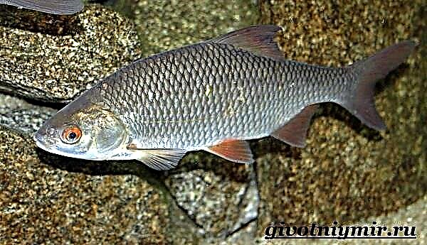 Vobla ձուկ: Ռոչ ձկների ապրելակերպը և բնակավայրը