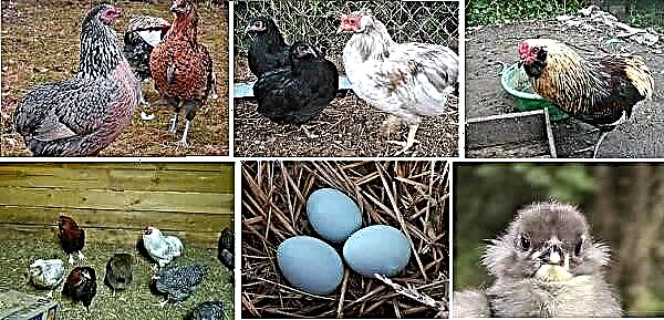 A Araucana é unha raza de galiñas. Descrición, características, prezo e coidado das galiñas araucana