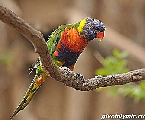 Lorikeet-papegaai. Lorikeet papegaai leefstyl en habitat