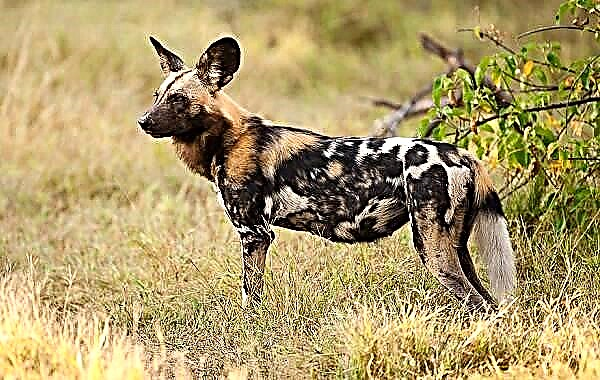Pas hijena. Životni stil i stanište pasa hijena