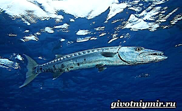 Barracuda balığı. Barracuda balığın həyat tərzi və yaşayış mühiti