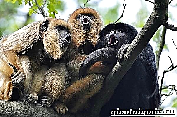 میمون جیغکش. سبک زندگی و زیستگاه میمون زوزه کش