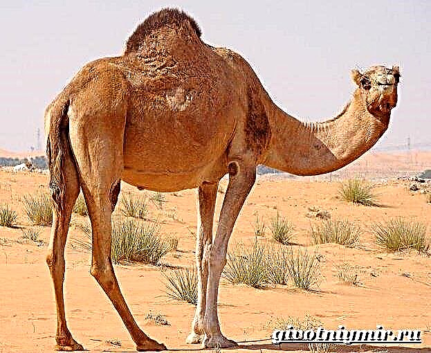 Un camelo con coroa. Estilo de vida e hábitat dun camelo con unha soa curva