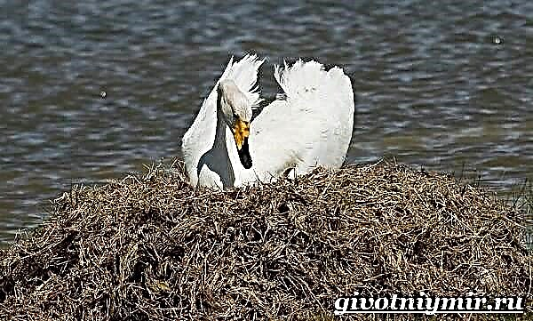 Swan Whooper. Gaya hirup angon Whooper sareng habitat