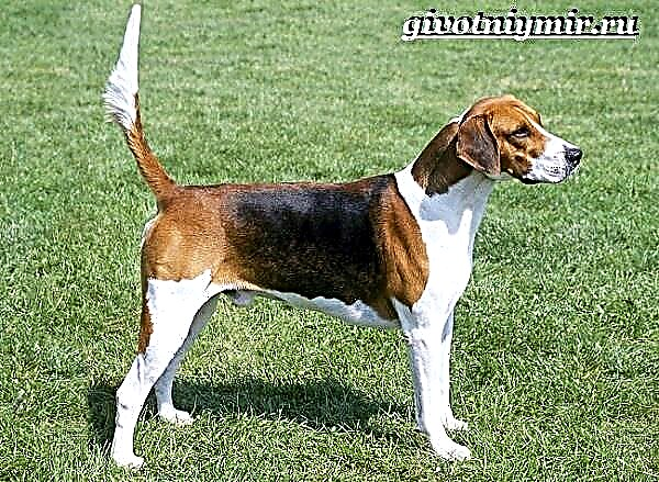 Kûçikê Foxhound. Danasîn, taybetmendî, lênêrîn û bihayê Foxhound