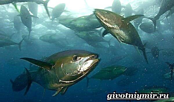 Lauk tuna. Tuna gaya hirup sareng habitat