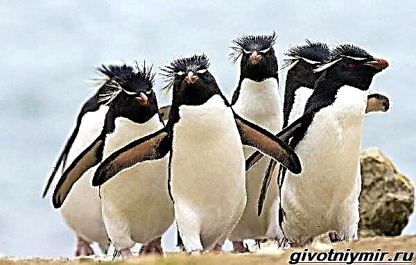 Pingüín crestado. Estilo de vida e hábitat de pingüíns crestados