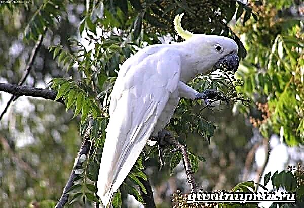 Papagaj bijeli kakadu. Način života i stanište bijelog kakadua
