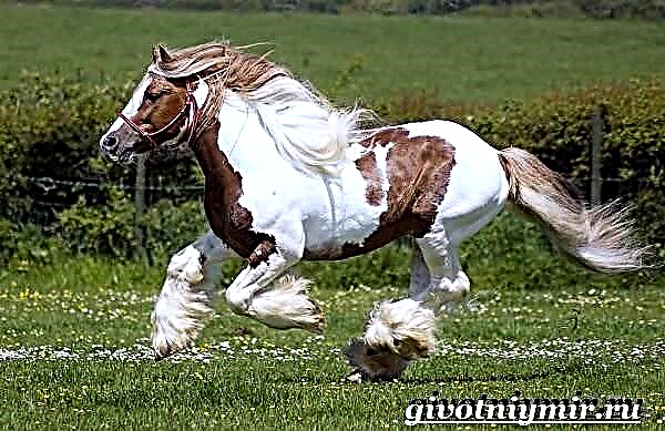 Коњ циган. Опис, карактеристики, грижа и цена на цигански коњ