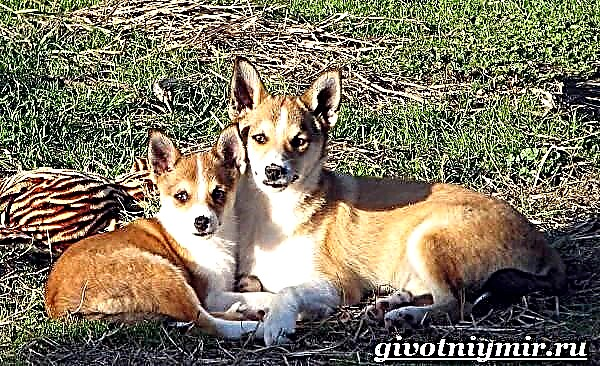 Lundehund é unha raza canina. Descrición, características, coidado e prezo de Lundehund