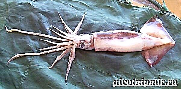 Mbalame yotchedwa squid. Moyo wa squid komanso malo okhala