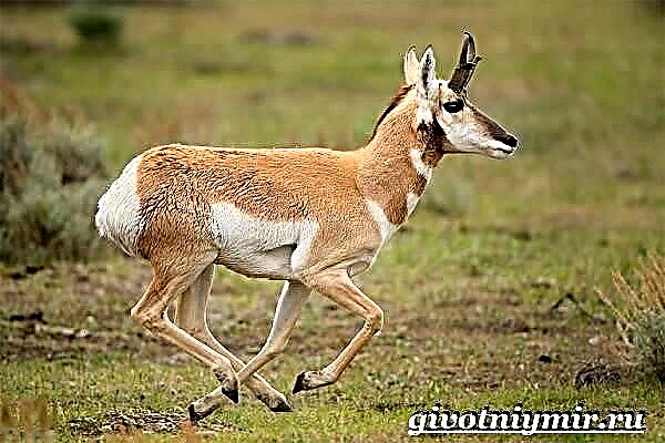 Antilope Pronghorn. Pronghorn antilòp fòm ak abita