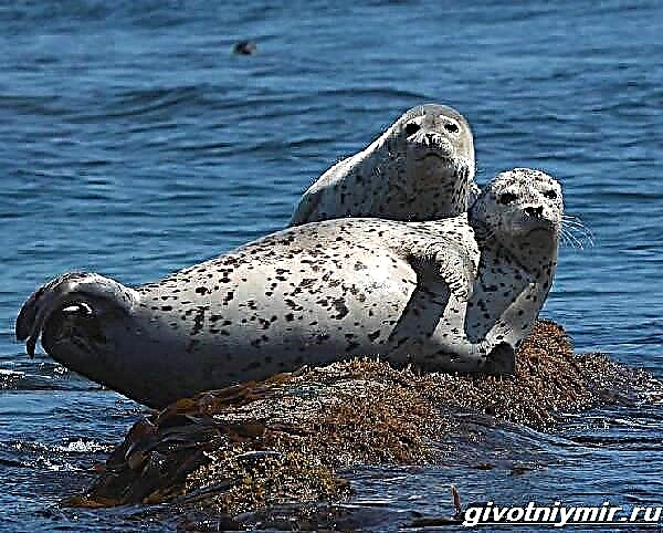 Uphawu Larga. Seal seal yokuphila nendawo yokuhlala