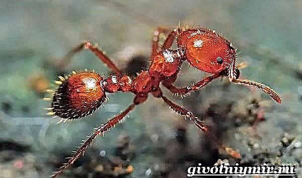 مورچه های آتش نشانی. سبک زندگی و زیستگاه مورچه های آتش نشانی
